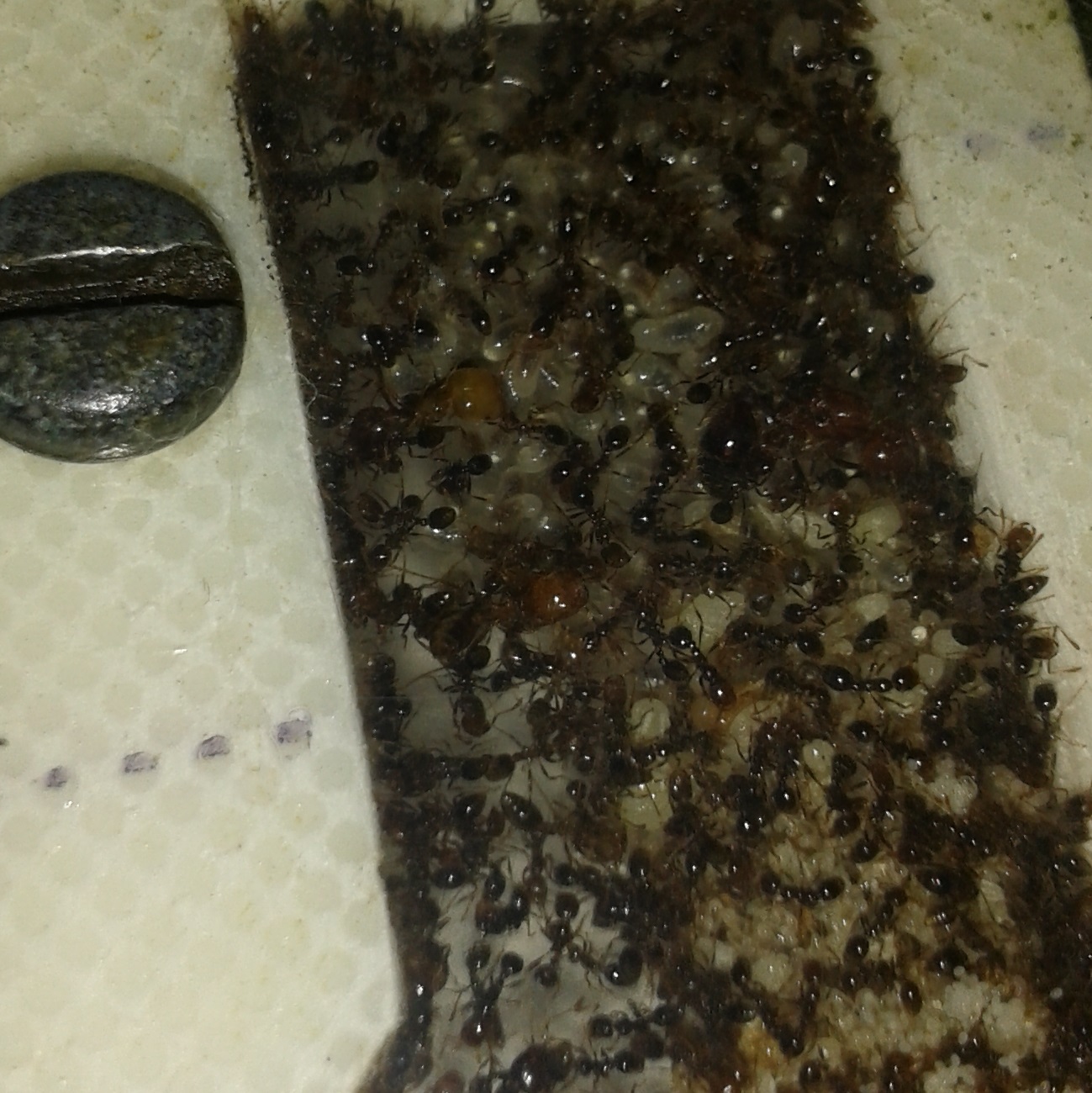 solenopsis