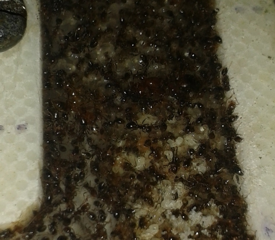 solenopsis
