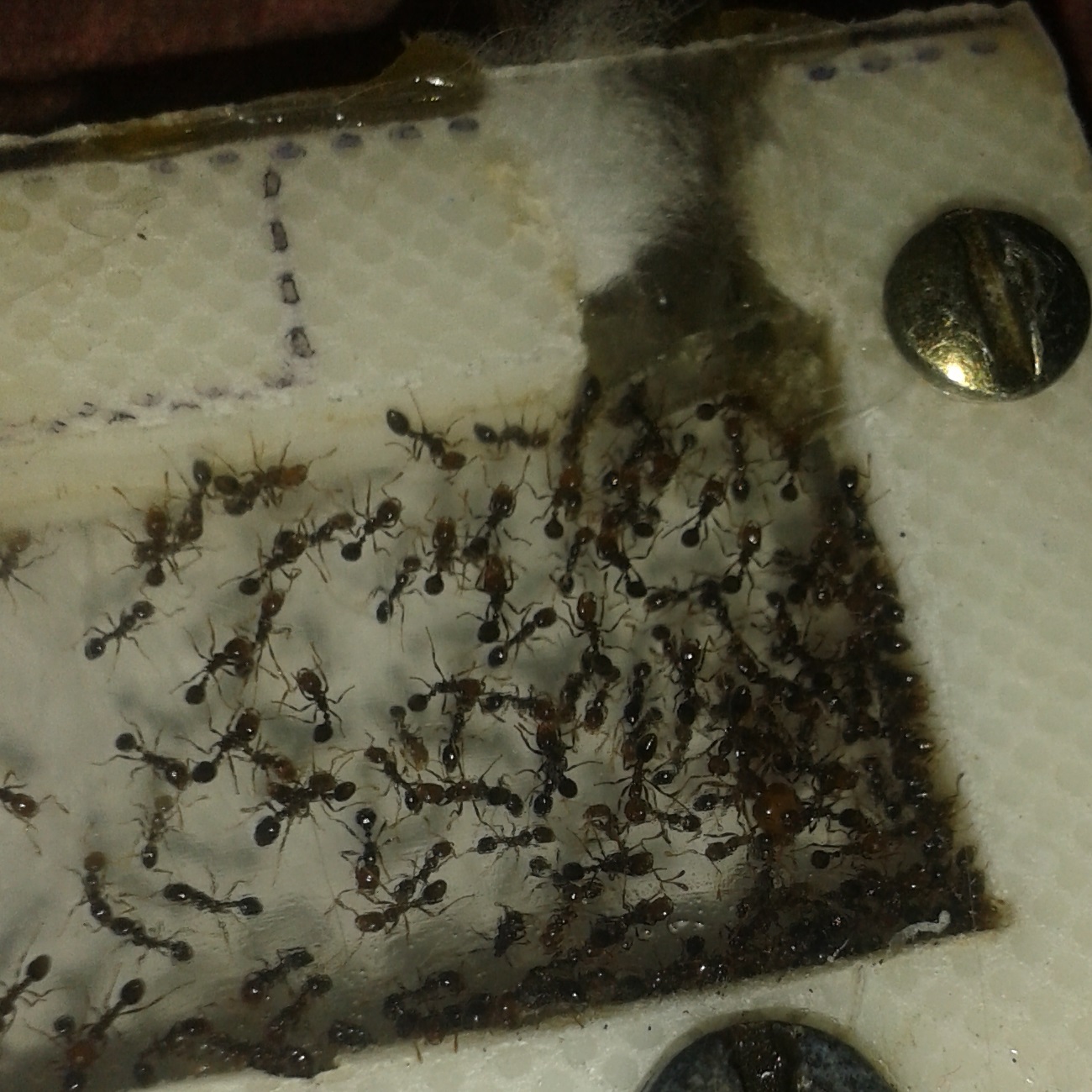 solenopsis