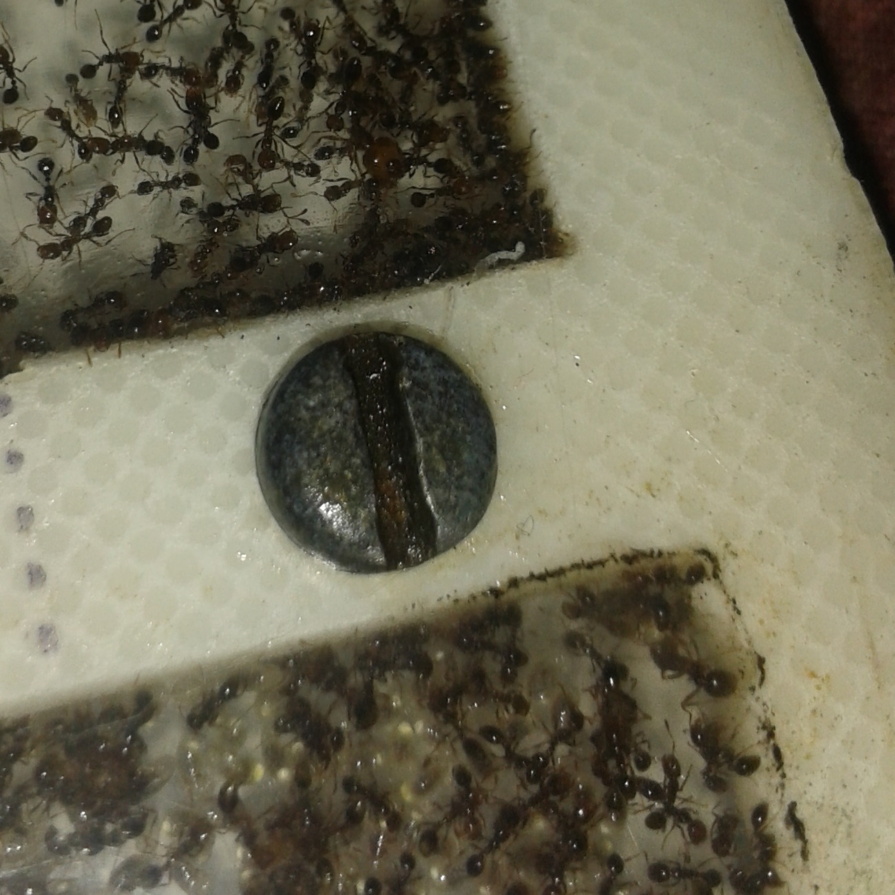 solenopsis