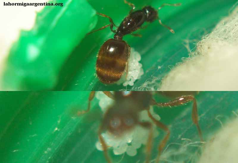 Solenopsis molesta 14 feb