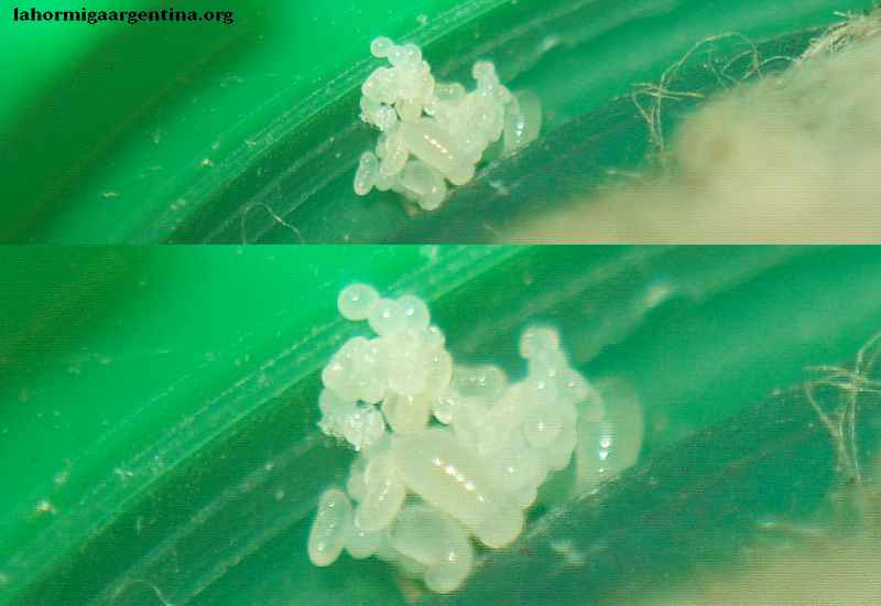 Reina Solenopsis molesta.