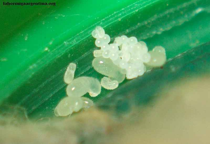 Reina Solenopsis molesta (huevos).
