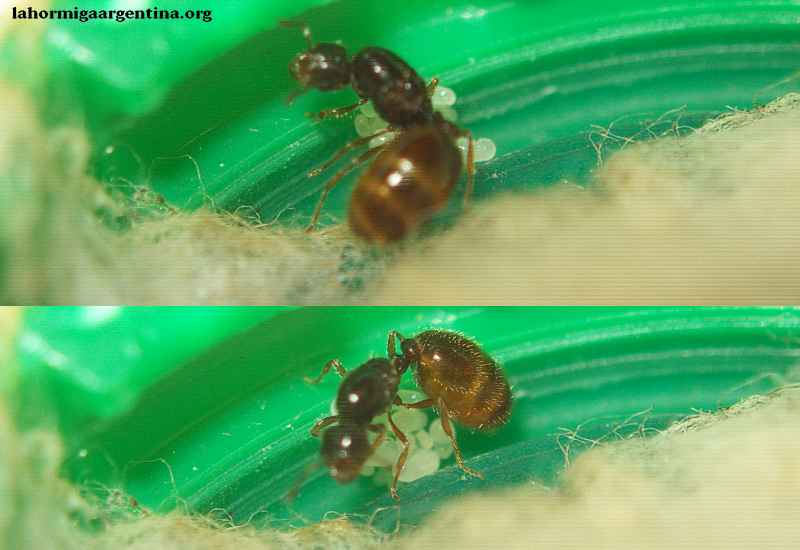Solenopsis molesta 20 Feb