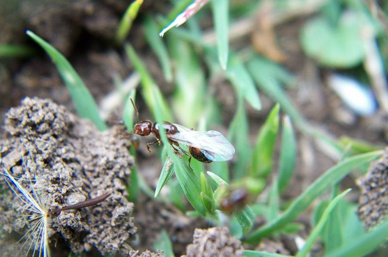 Reina Solenopsis saevissima.