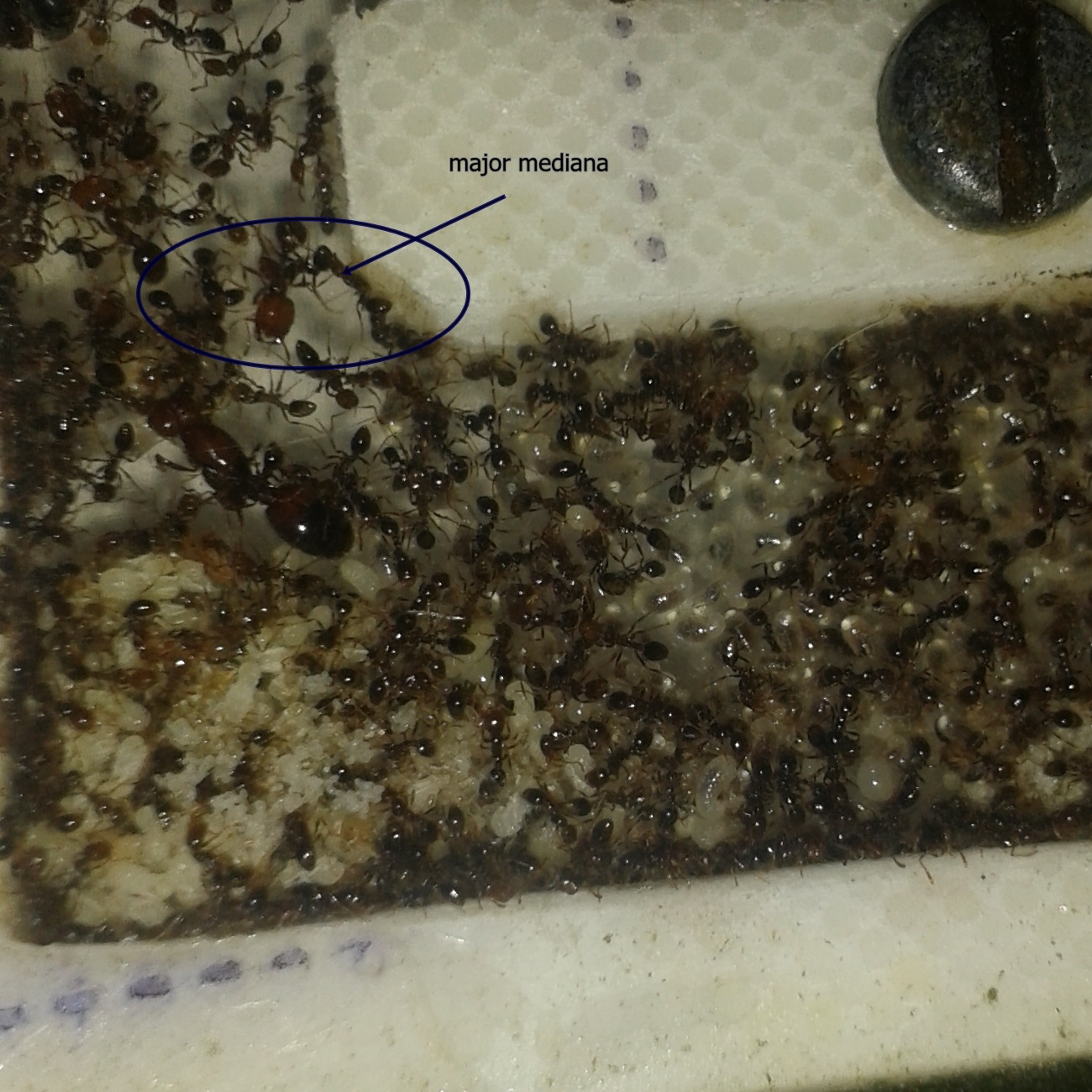 solenopsis
