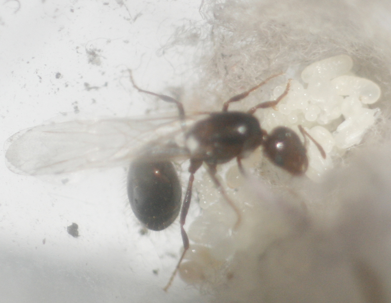 Solenopsis sp.
