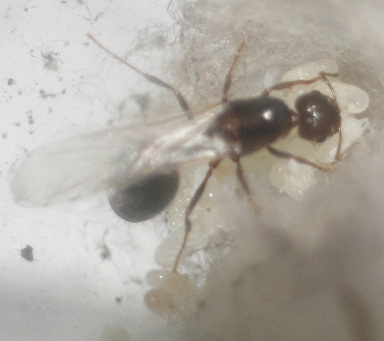 Solenopsis sp.