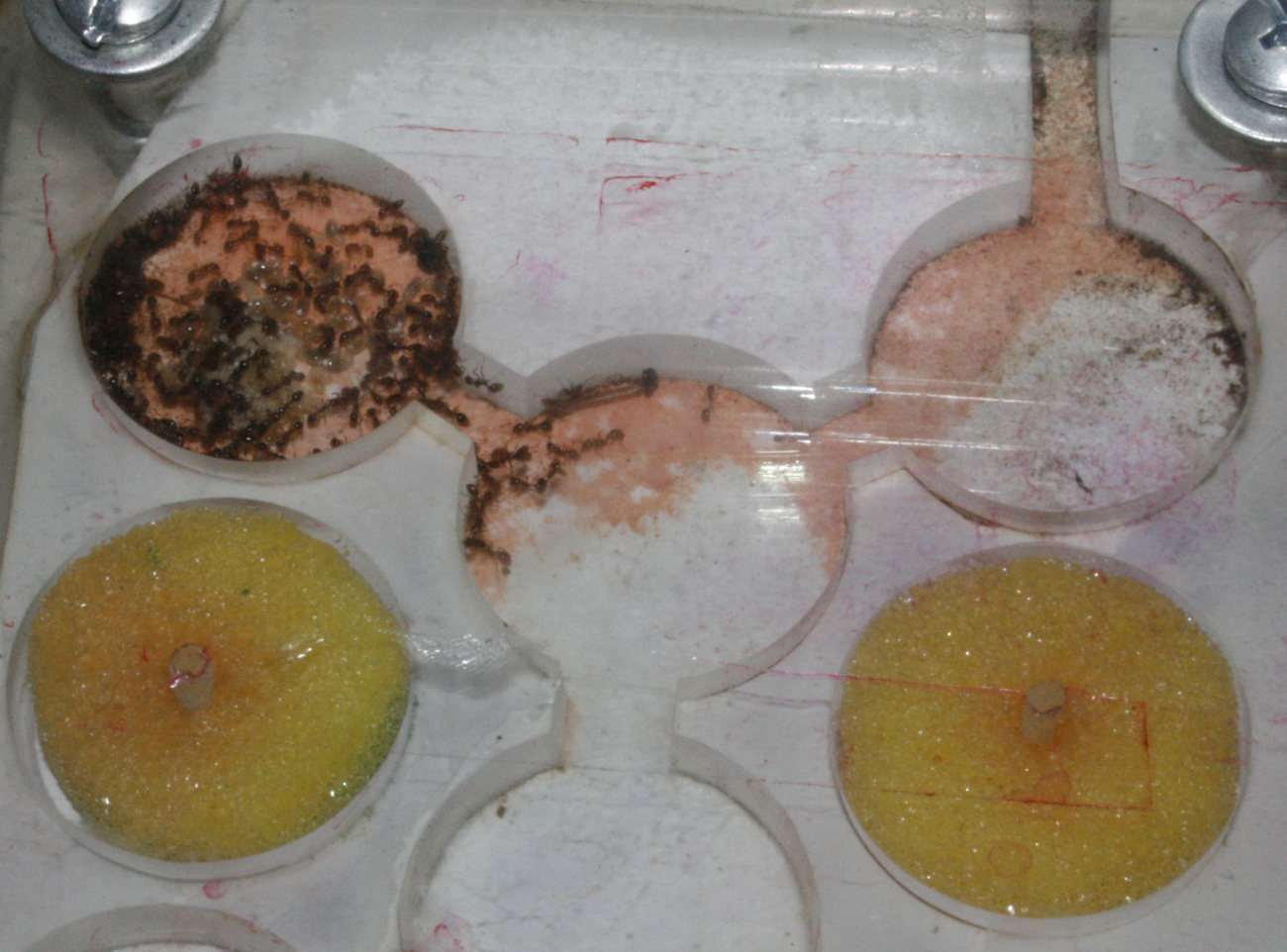 Solenopsis camara real