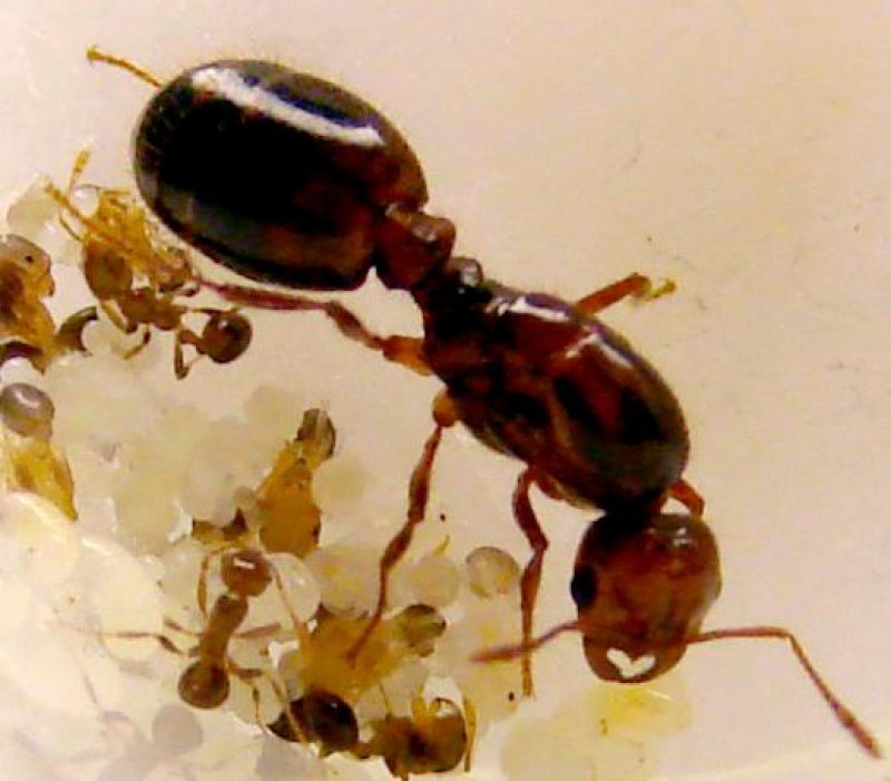 solenopsis invicta