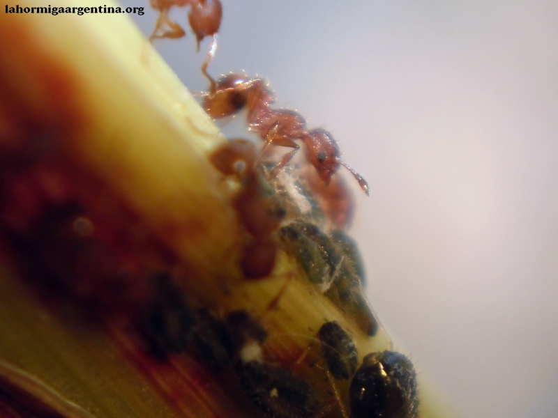 Tetramorium bicarinatum #1