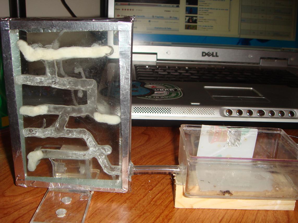 tetramorium
