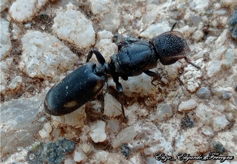 Cephalotes jheringi