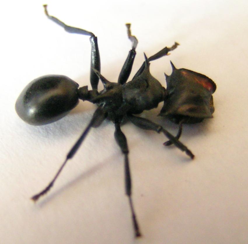 cephalotes 2