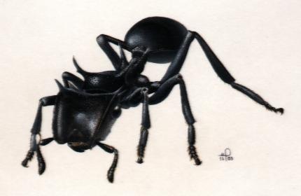 cephalotes 3