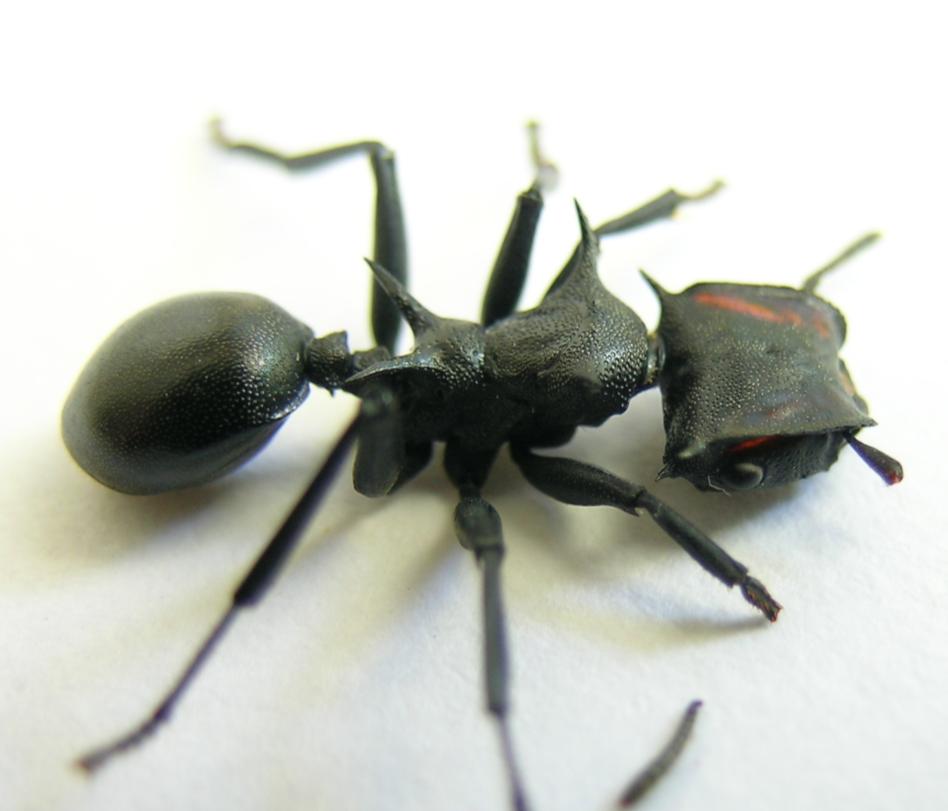 cephalotes 6
