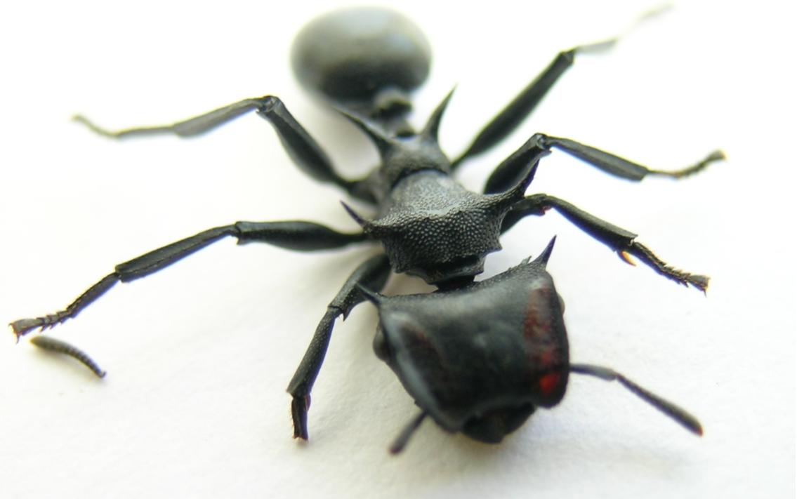 cephalotes 7