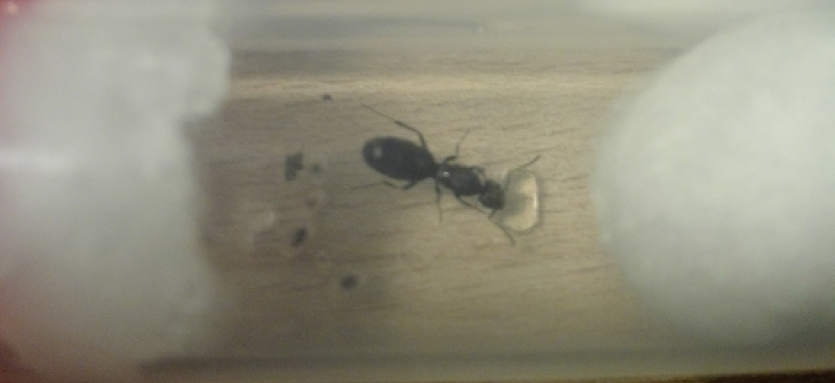 Tapinoma