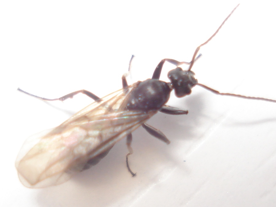 Alada