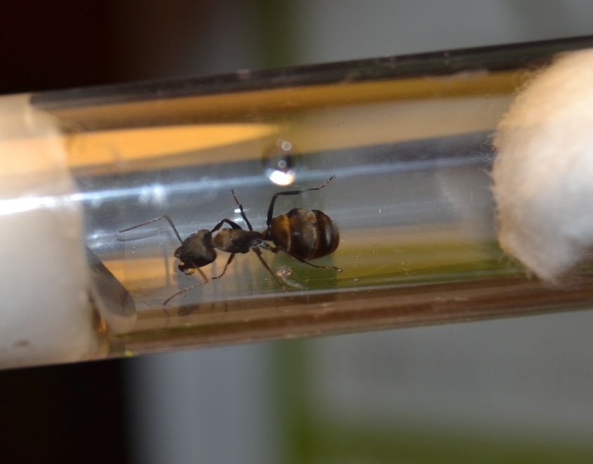Camponotus micans