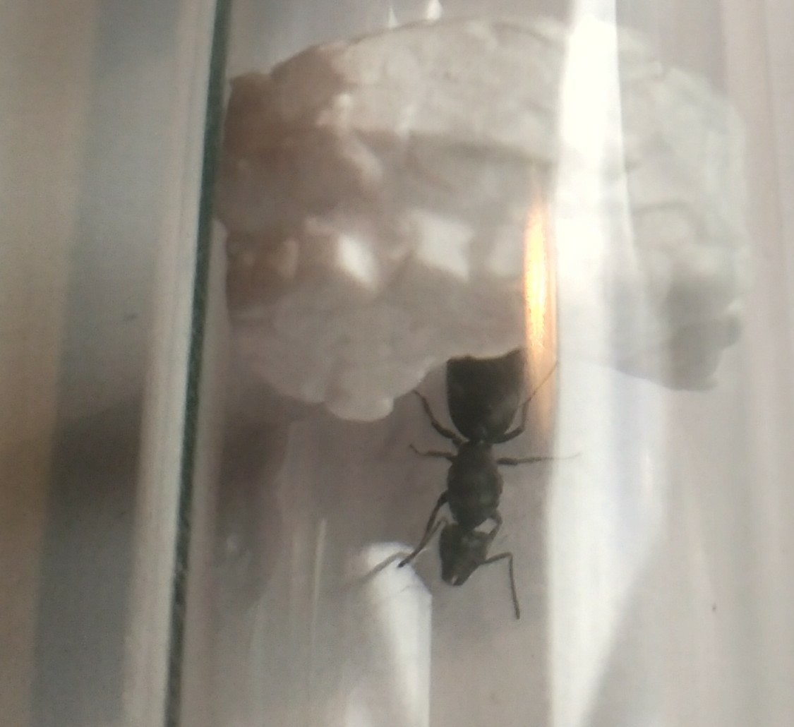 Tapinoma6