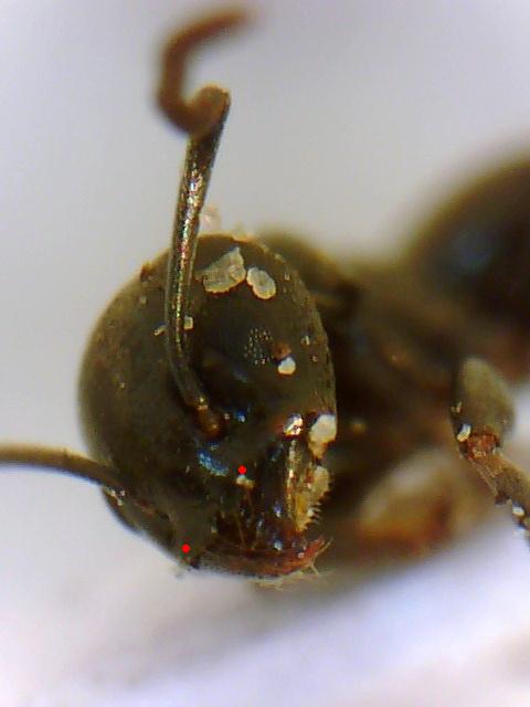 cabeza-3-4ad39b5a.JPG