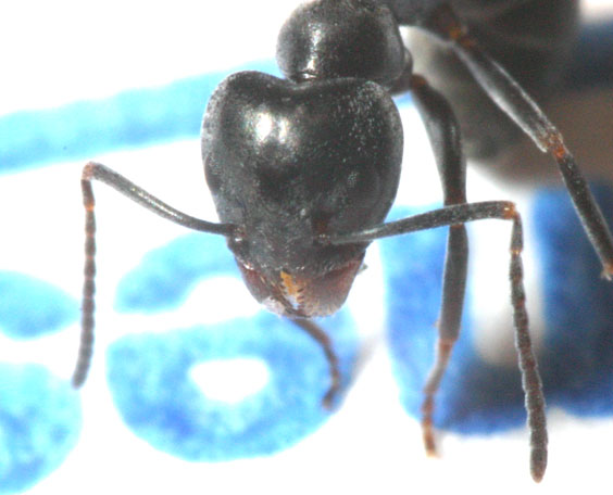 tapinoma grande