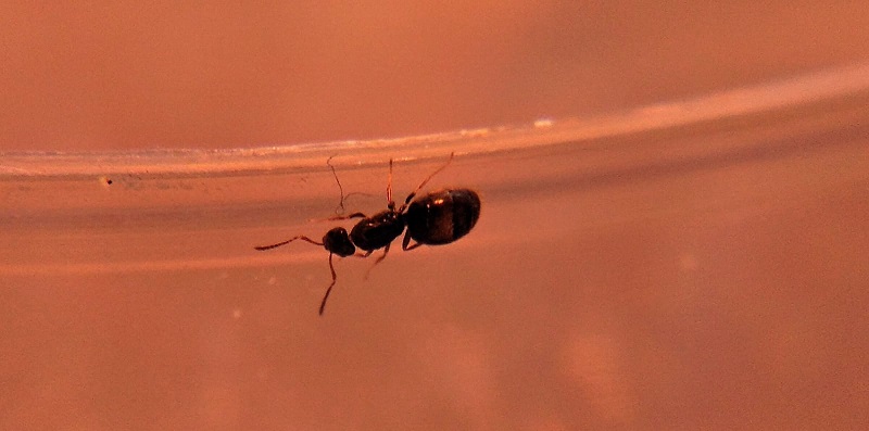 macro tapinoma