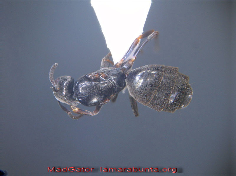 muestra-113-03-reina