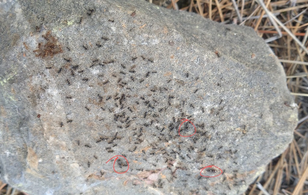 piedra tapinomas