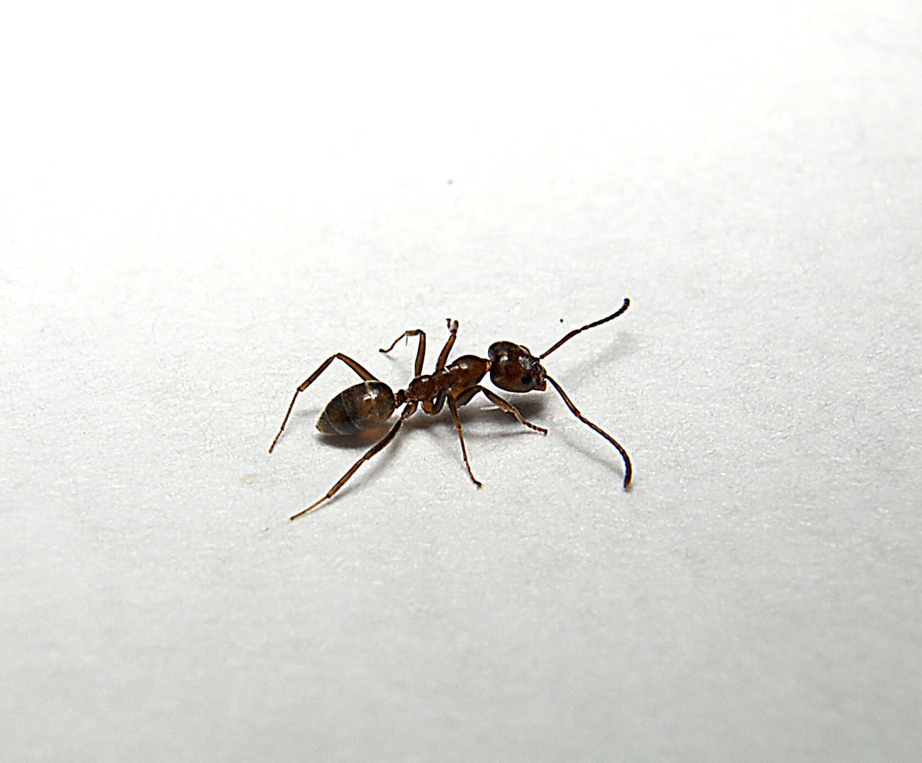 lenephitema