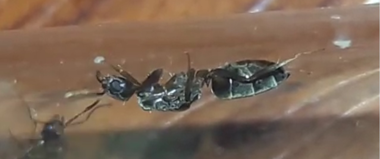 Linepithema humile