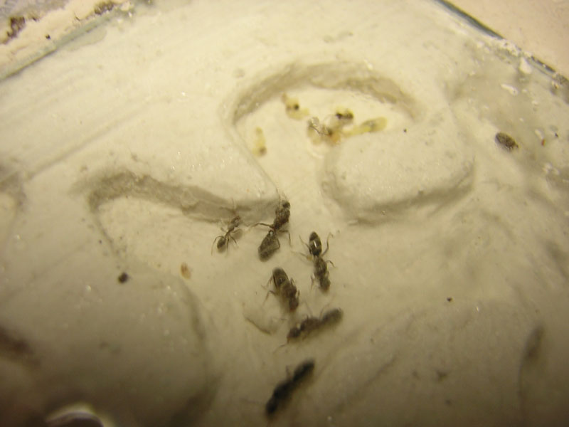 Linepithema humile