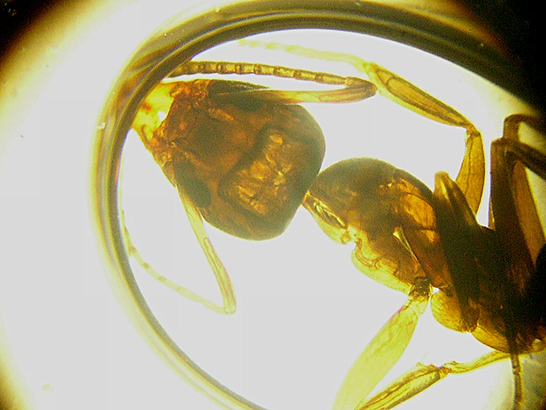 linepithema humile al microscopio.