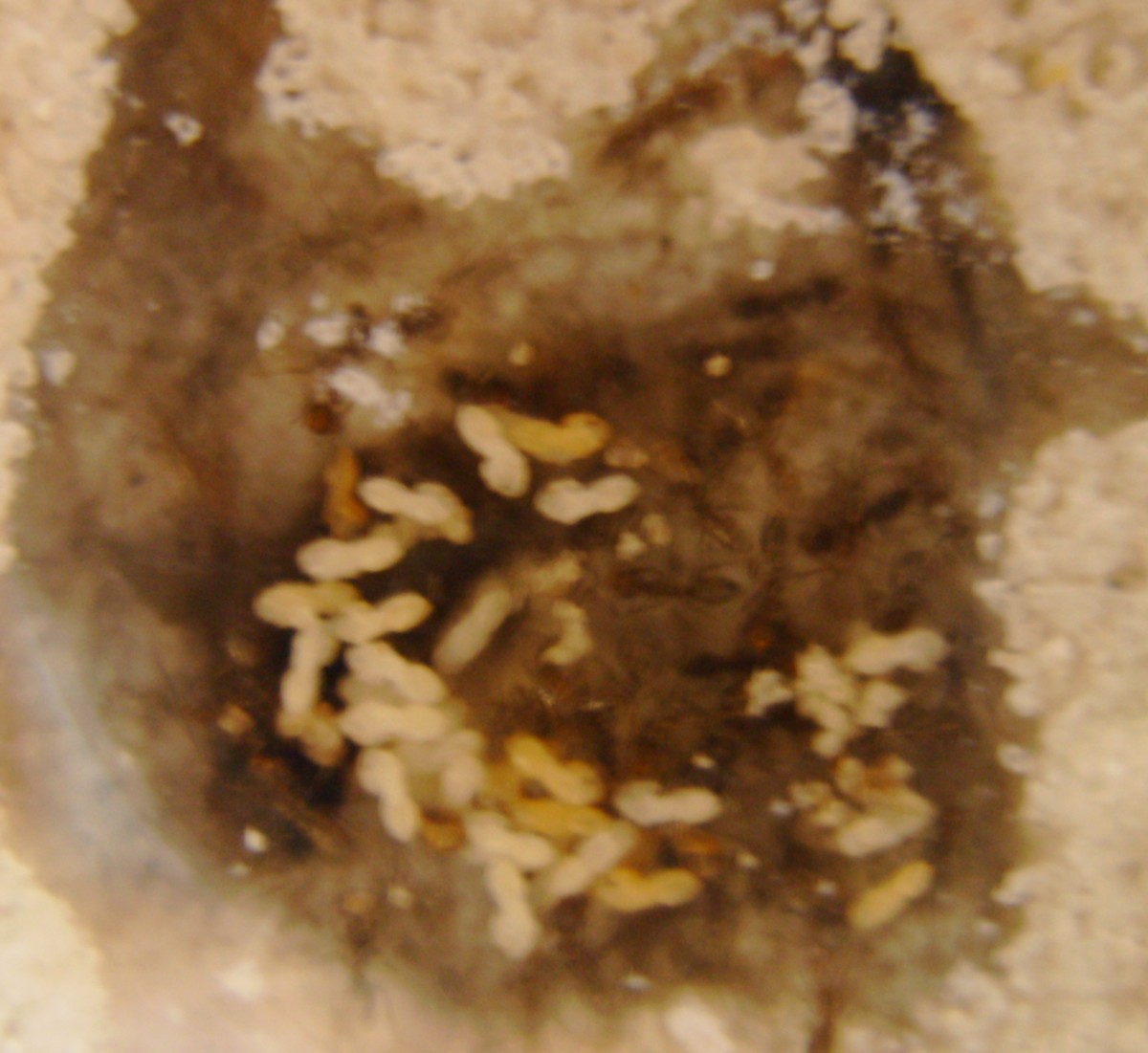 linephitema humile