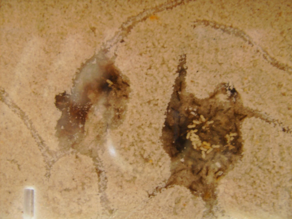 linephitema humile