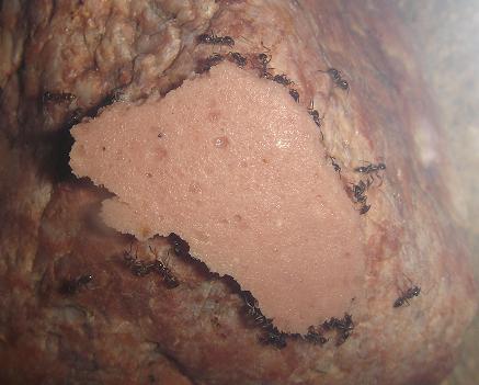linepithema