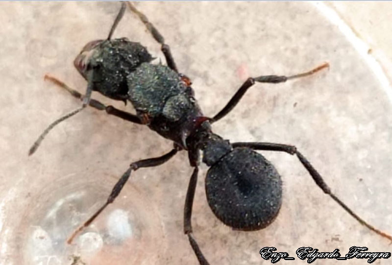 Acromyrmex sp.