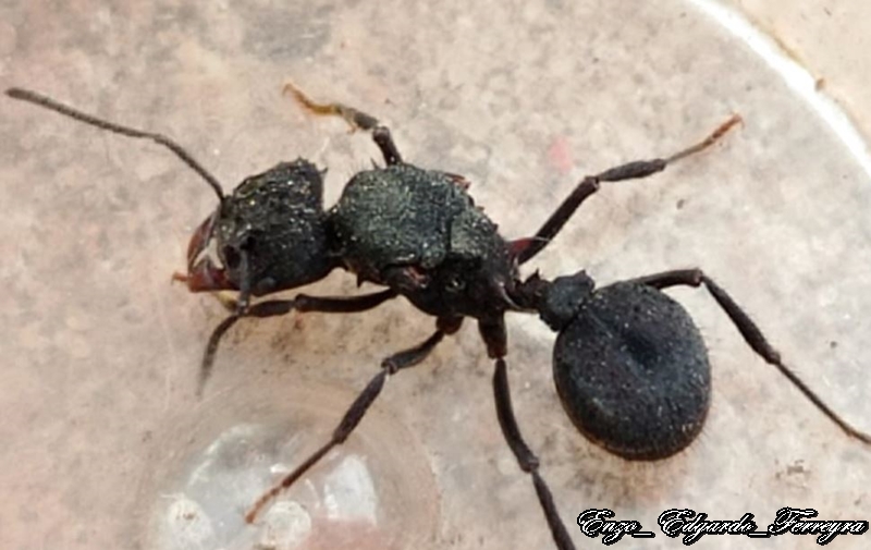Acromyrmex sp.