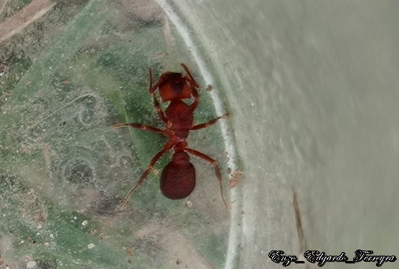 Acromyrmex sp.