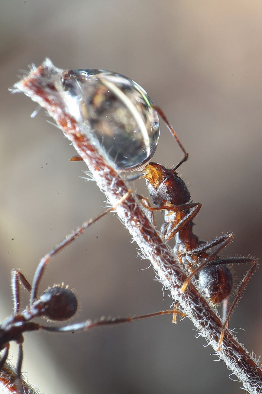 Acro tomando agua