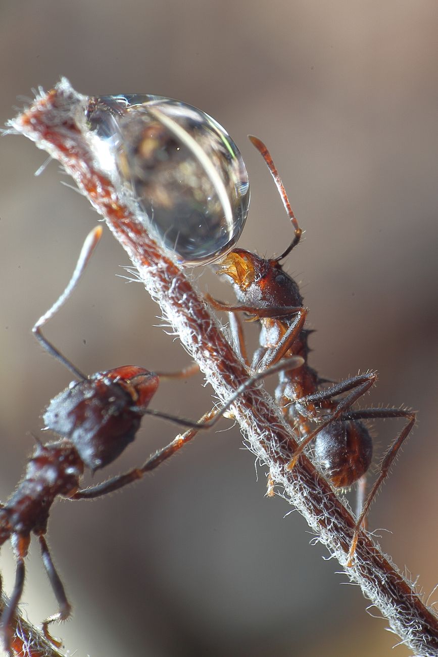 Acro tomando agua