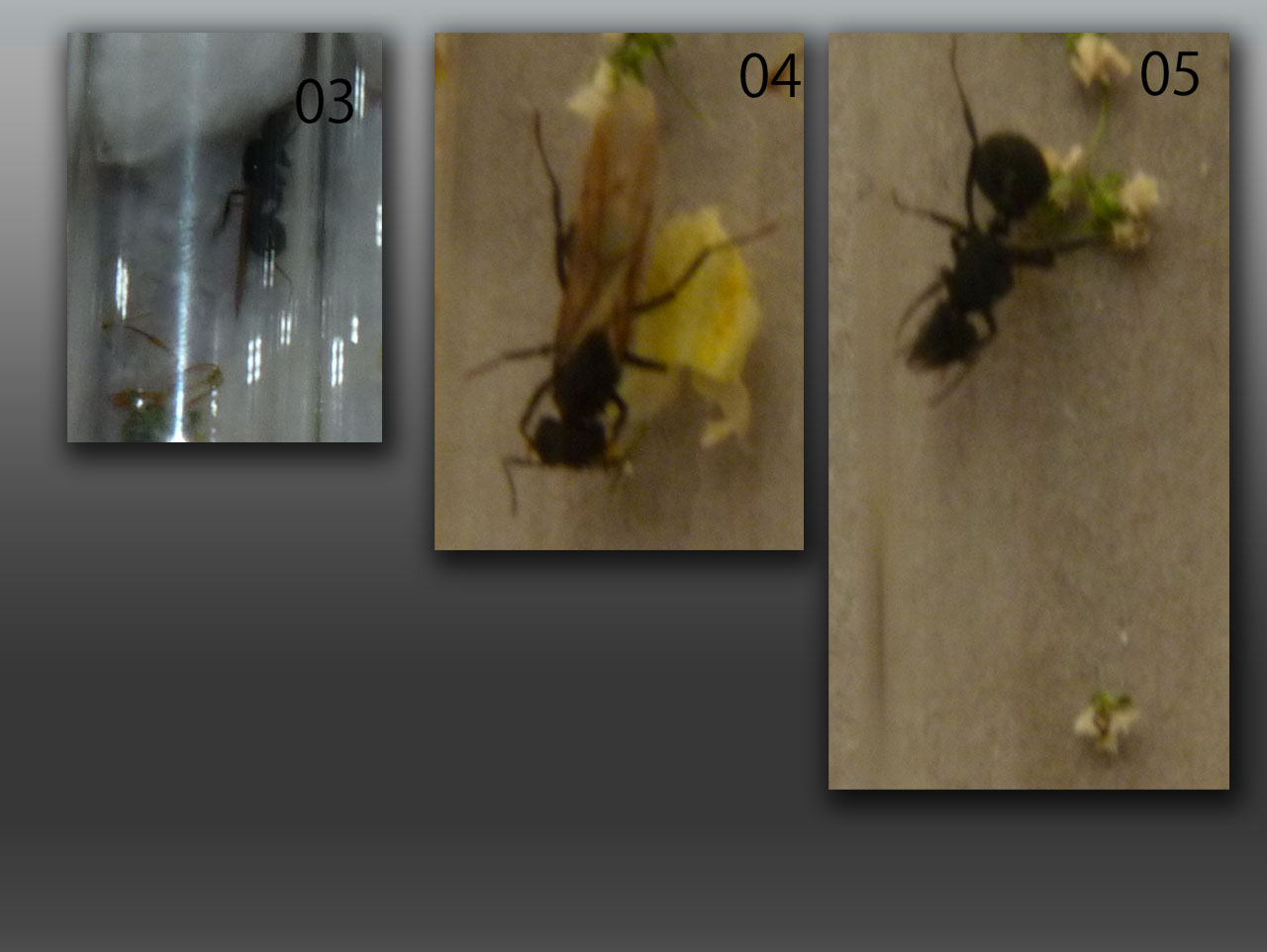 Acromyrmex lobicornis 03, 04 y 05