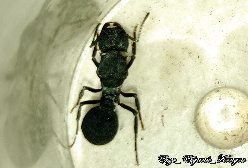 Acromyrmex sp.