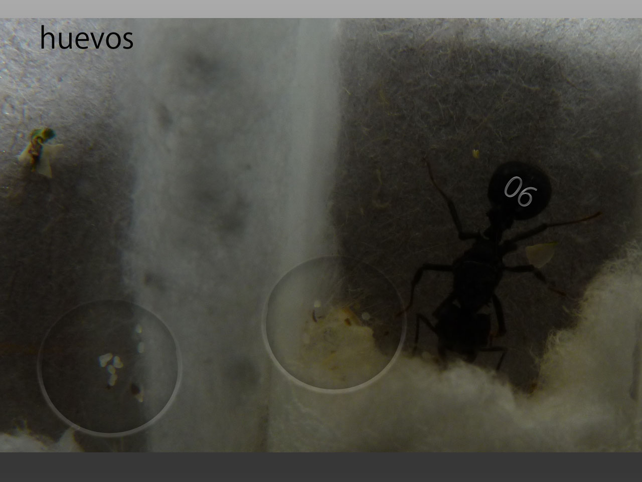 Reina Acromyrmex lobicornis con huevos
