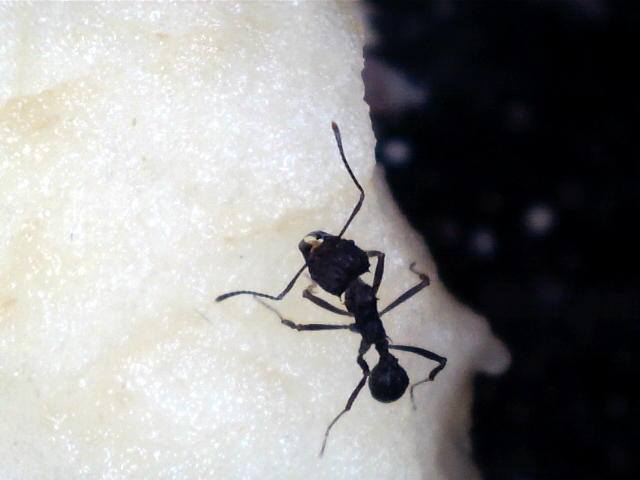 acro