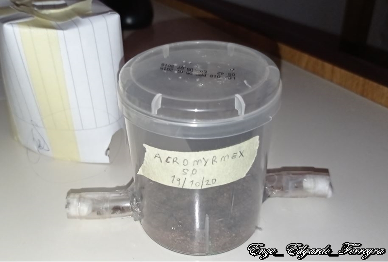 Acromyrmex sp.