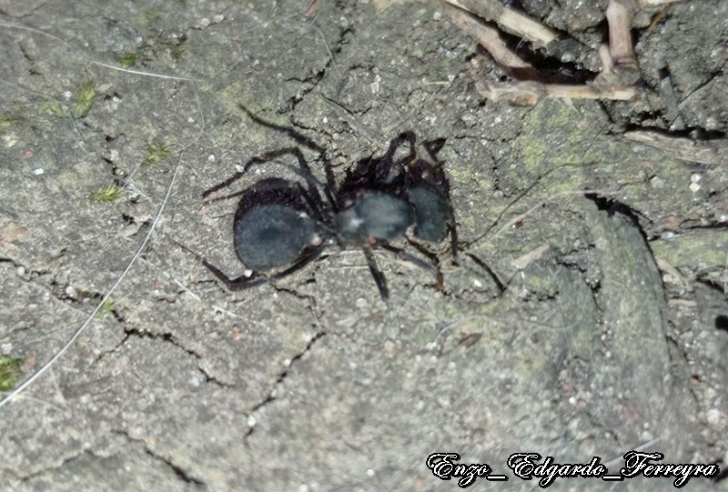Acromyrmex sp.