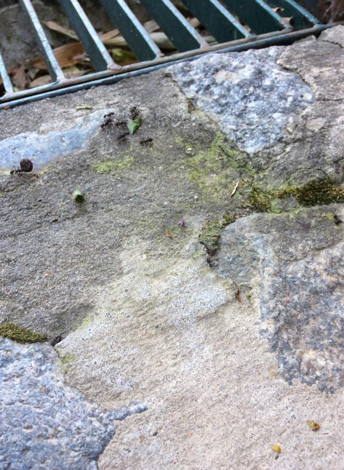 acromyrmex en casa
