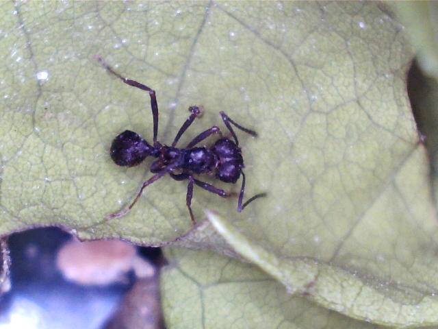 acro